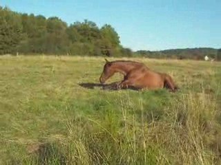 Atlas fait une roulade