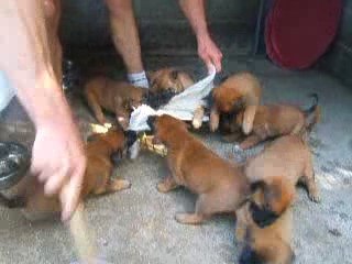 LES CROCS SENTINELLES