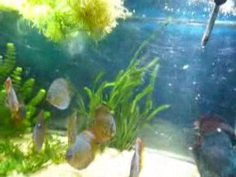 Discus