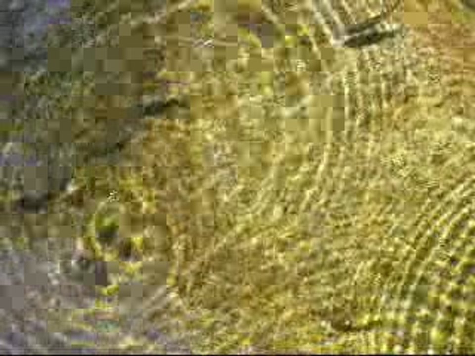 poissons et gisses au Tarnon