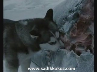 İnsanlık Sadece Bizlerde Öldü:( Sesli İzleyin İbret Alın!!