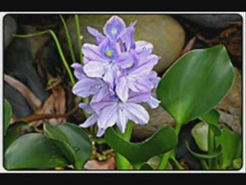 Koi Pond Plants Add More Than Beauty To Your Pond