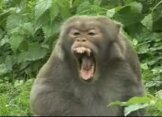 la vie privée des animaux (3/4) tome 2