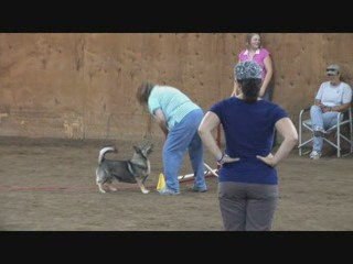 NADAC Dog Agility Trial NATCH