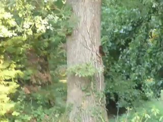 écureuils se poursuivant autour du chêne