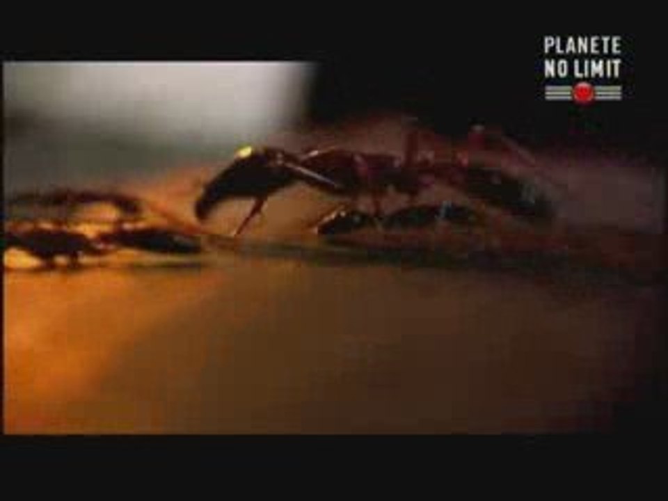 fourmis tueuses (1/3)