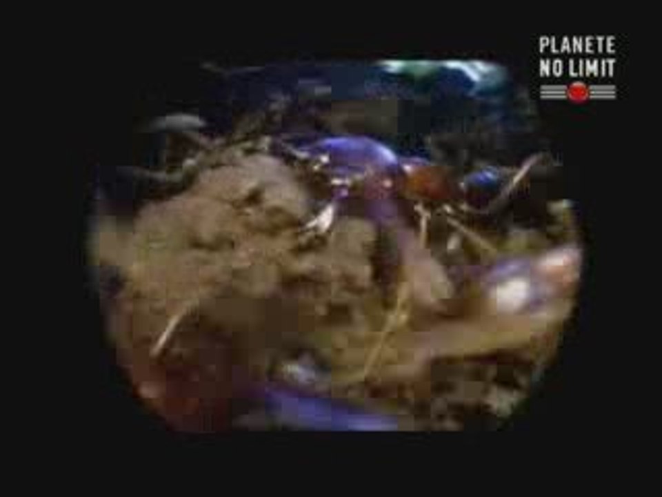 fourmis tueuses (3/3)