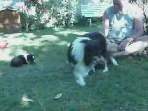 chiots Vanou 4 semaines 1