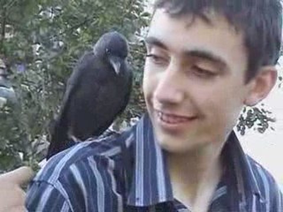 Le Choucas apprivoisé qui n'a peur de personne -Vidéo n°1