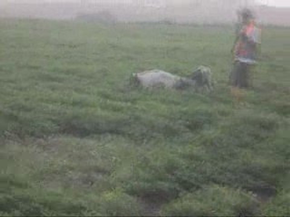 Tores ferma, kuurzar, ertugrul koşkoş,av