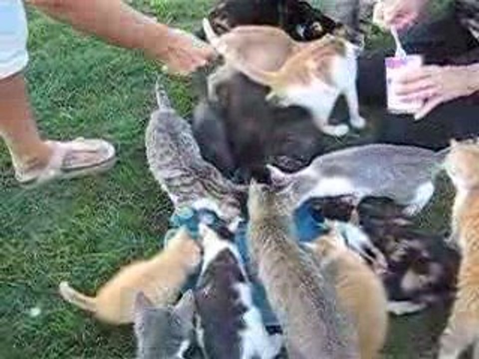 LES CHATS ET CHATONS DINENT