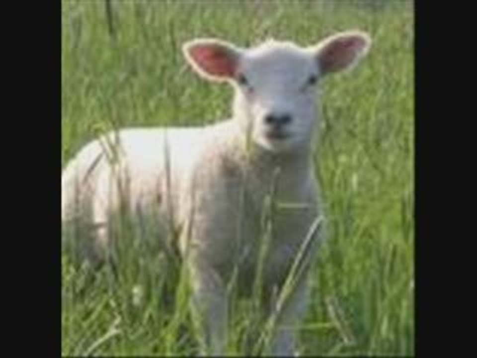 'Tu oins d'huile ma tête...'