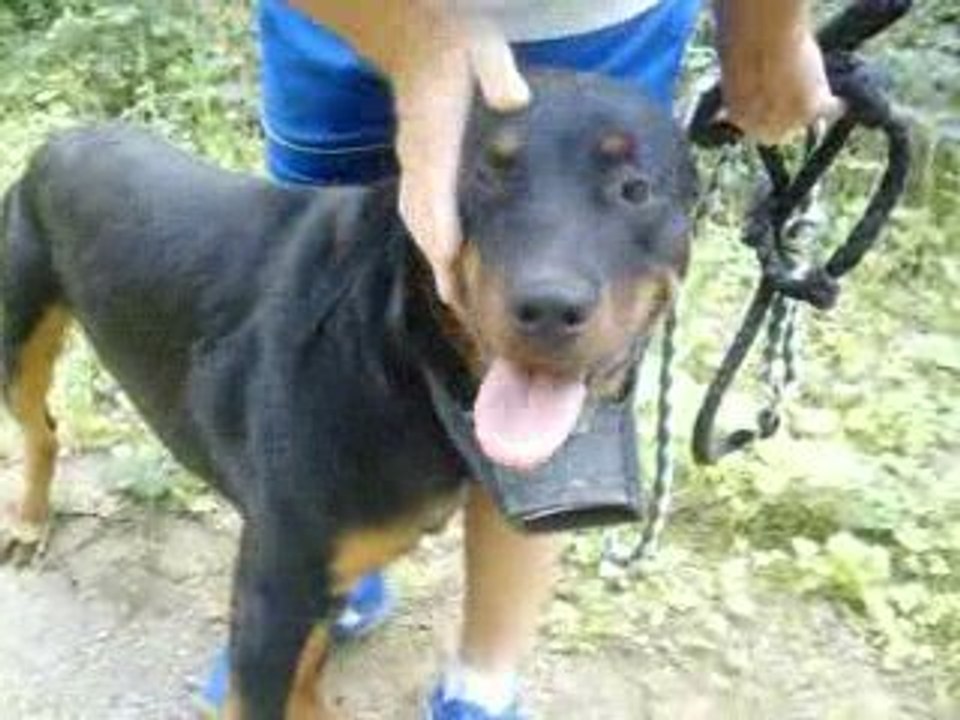 rott août 09