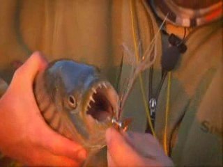 MERGE Flyfishing - Species