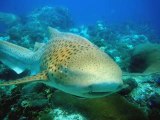 Exotic Thailand- scuba Diving the Andaman Sea