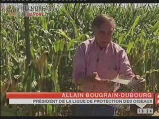 Les Ortolans braconnés et en danger [news] Fr2 310809