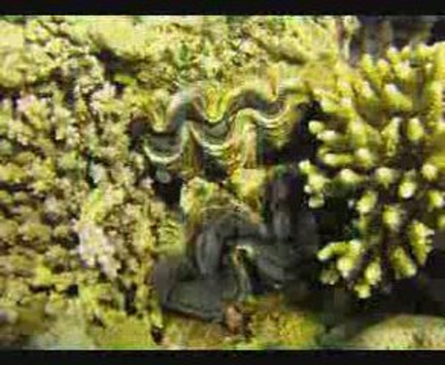 Sortie plongée Actuel XV Egypte 2009