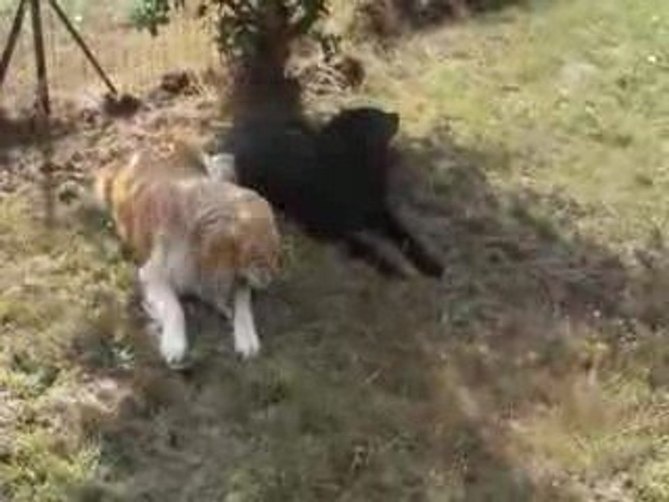 Sysko et Darshan