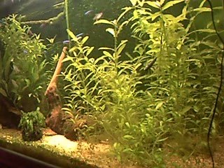 aquarium amazonien