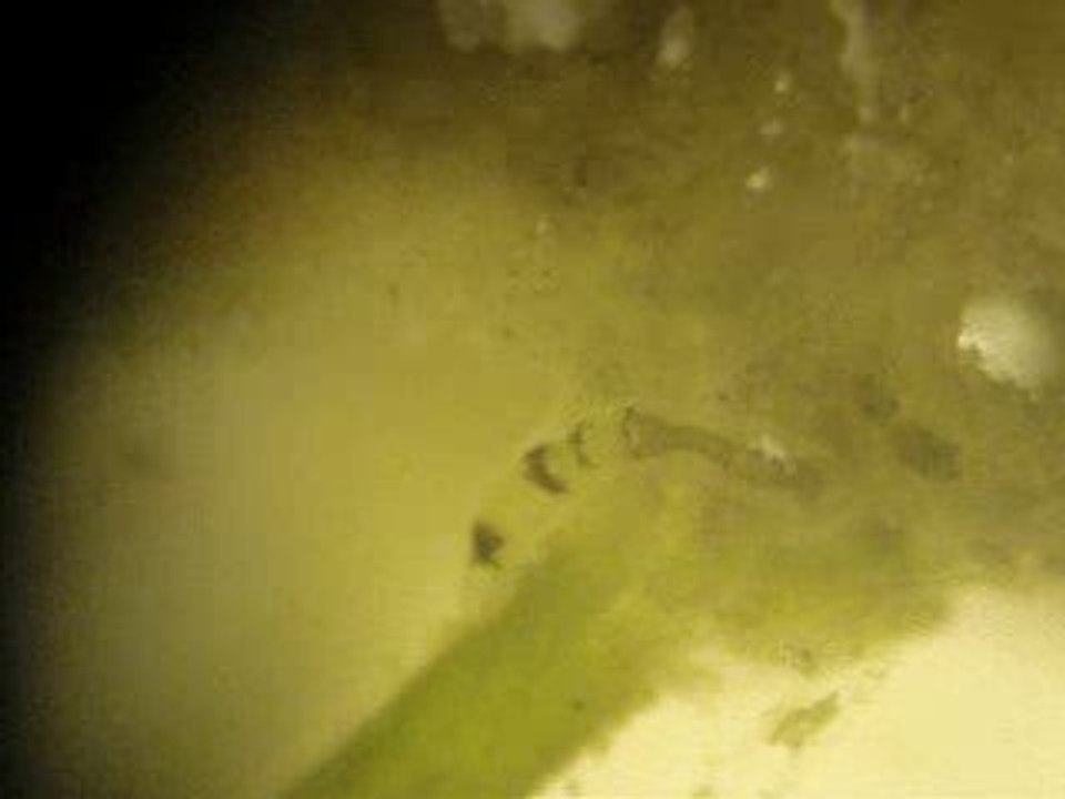 Ophidonais serpentina