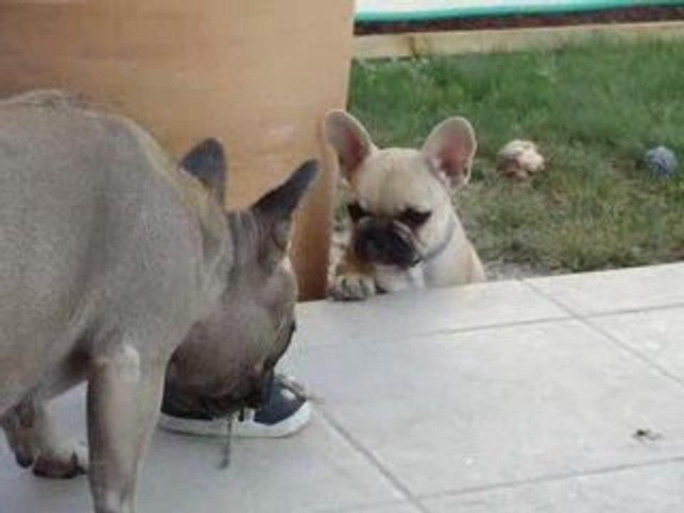 Jeux de bouledogues 9 semaines