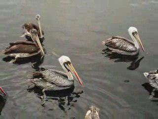 2009-08-30 Paseo a Pucusana y encuentro con Motoriders