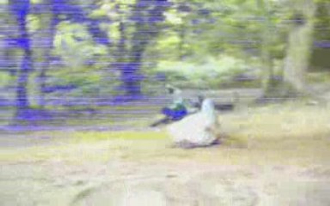 crash de la glandouille team fini