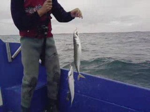 Peche en mer maquereaux