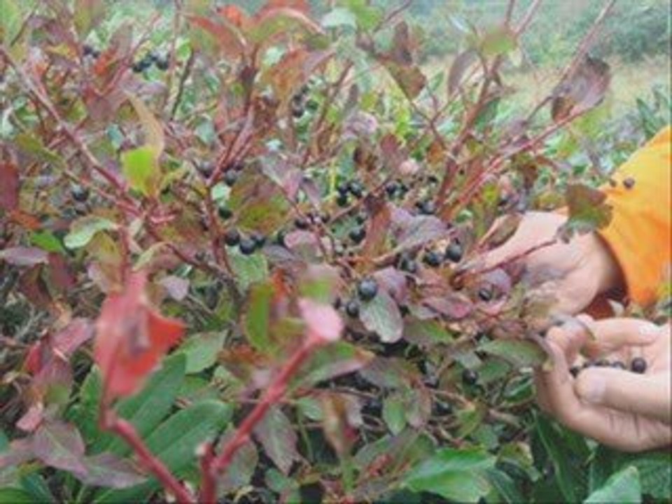 Ağirtaş  Tanıtım Videosu