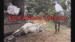 STOP ANIMAL CRUELTY Sacred Cows, Sacrilegious Treatment