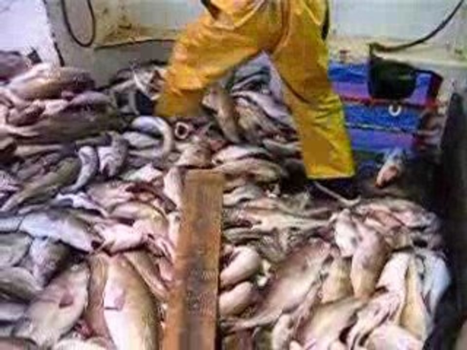 rejets en mer de cabillaud ........ merci l'europe