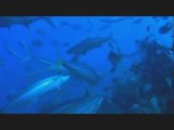 Fiji Scuba Diving Experience the Thrill of Shark Diving