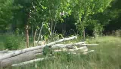 Turkeys in Turkey 090715