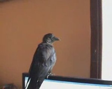 Le Choucas apprivoisé qui n'a peur de personne -Vidéo n°3