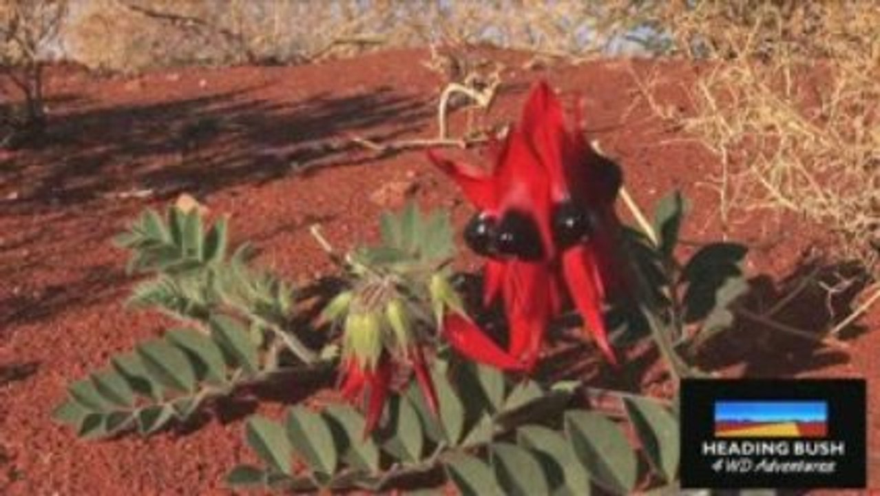 Adelaide to Alice Springs 10 Day 4WD Expedition