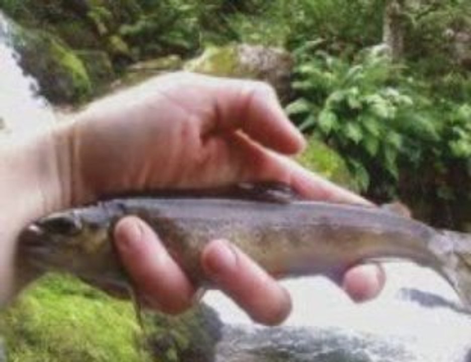 peche truite Ariege