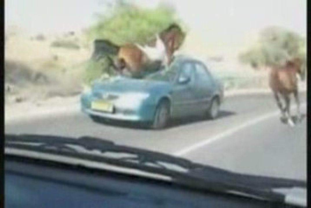 Cheval VS Voiture - BLOG-VIDEOS.ORG