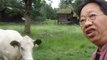 TRAN QUANG HAI sings overtones in front of a cow in Norway
