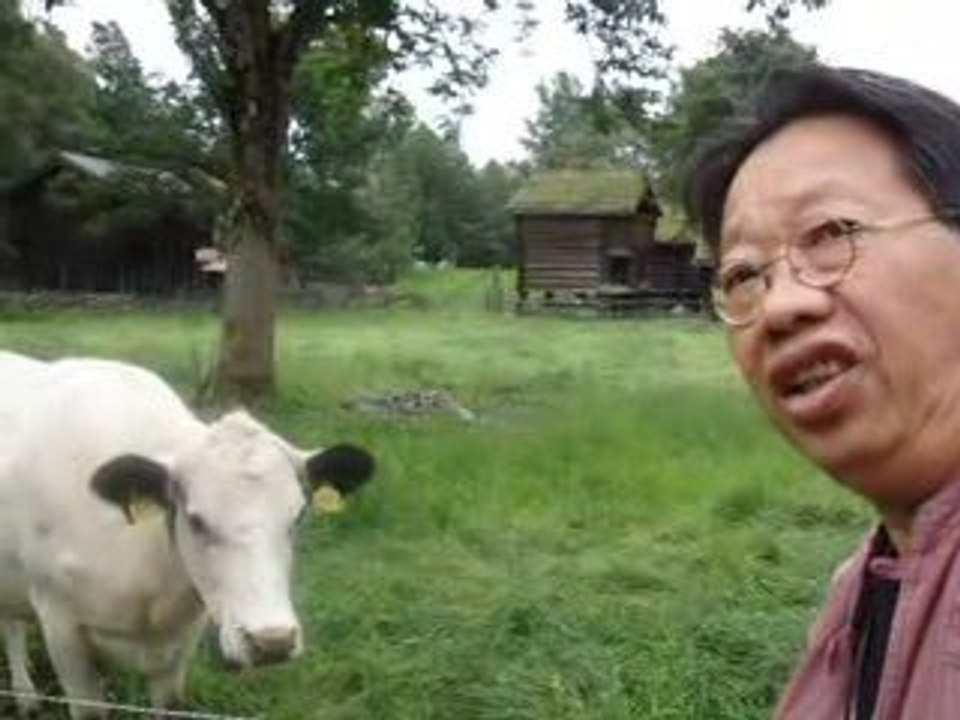 TRAN QUANG HAI sings overtones in front of a cow in Norway