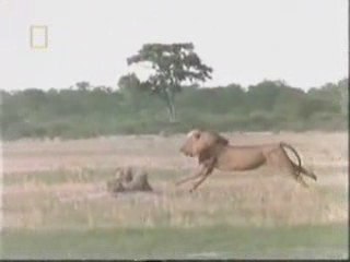 Lions vs hyenas Rules of Nature 3