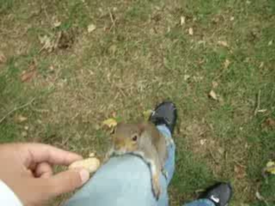London's squirrels 2