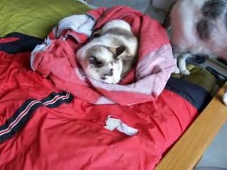 eanor sur mon lit