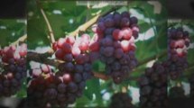 Resveratrol Grape Juice Benefits