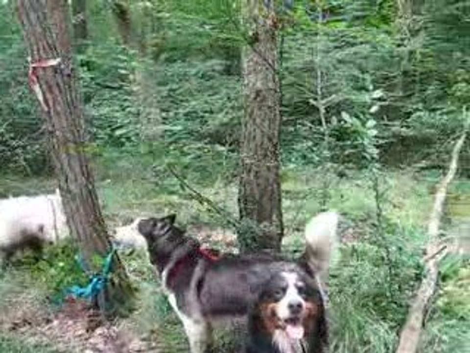LES CHIENS