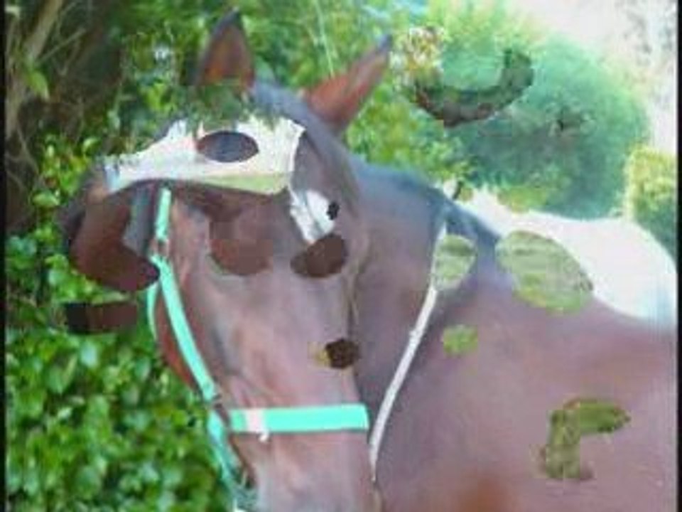 Rando 2009