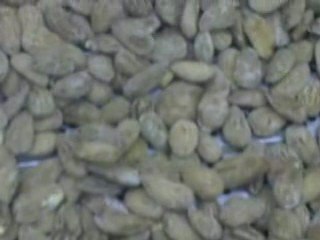 Amandes Longuettes Espagnole Grillées Salées