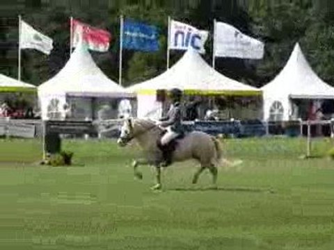 Zomerdijks Willie Wortel étalon welsh A