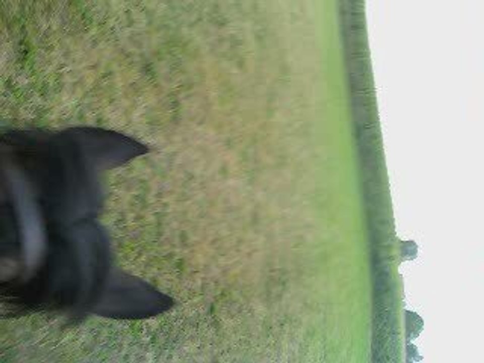 galop dans les champs avec meunster