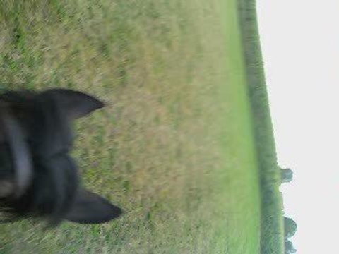 galop dans les champs avec meunster