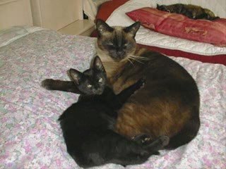 mes animaux